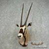 Gemsbok Oryx Taxidermy Shoulder Mount For Sale