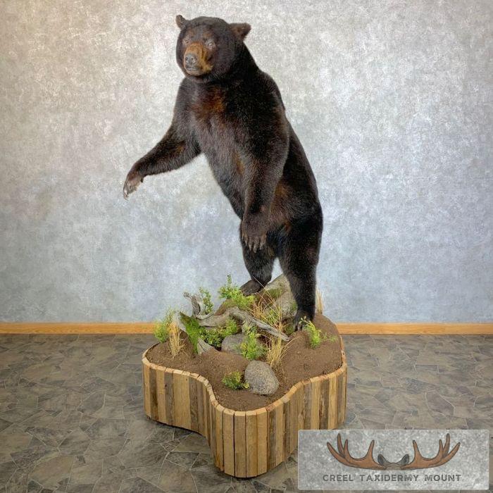 Glacier Bear Life-Size Taxidermy Mount For Sale - Image 4