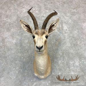 Goitered Gazelle Taxidermy Shoulder Mount Taxidermy