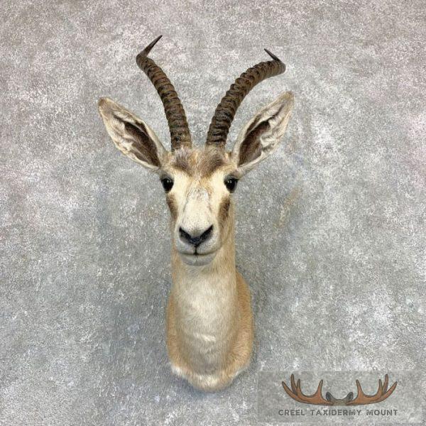 Goitered Gazelle Taxidermy Shoulder Mount For Sale