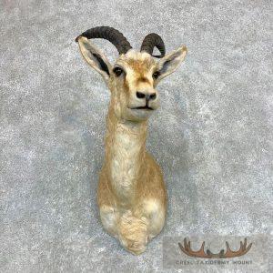 Goitered Gazelle Taxidermy Shoulder Mount Taxidermy