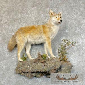 Golden Coyote Life Size Taxidermy Mount Taxidermy