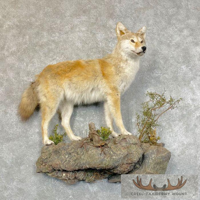 Golden Coyote Life Size Taxidermy Mount For Sale
