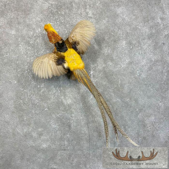 Golden Pheasant Taxidermy Bird Mount For Sale