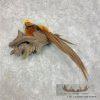 Golden Pheasant Taxidermy Bird Mount For Sale