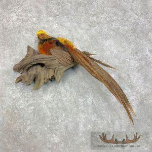 Golden Pheasant Taxidermy Bird Mount Taxidermy