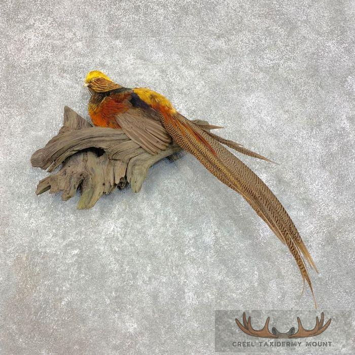 Golden Pheasant Taxidermy Bird Mount For Sale