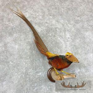 Golden Pheasant Taxidermy Bird Mount Taxidermy
