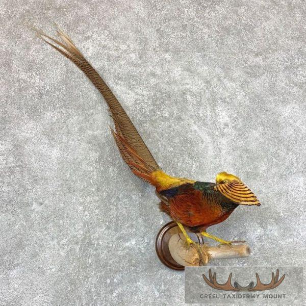 Golden Pheasant Taxidermy Bird Mount For Sale