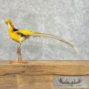 Golden Pheasant Taxidermy Bird Mount Taxidermy