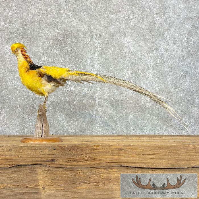 Golden Pheasant Taxidermy Bird Mount For Sale