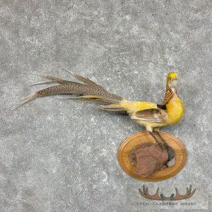 Golden Pheasant Taxidermy Bird Mount Taxidermy