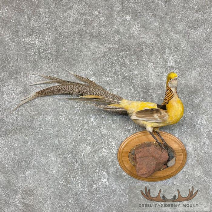 Golden Pheasant Taxidermy Bird Mount For Sale