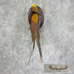 Golden Pheasant Taxidermy Bird Mount Taxidermy