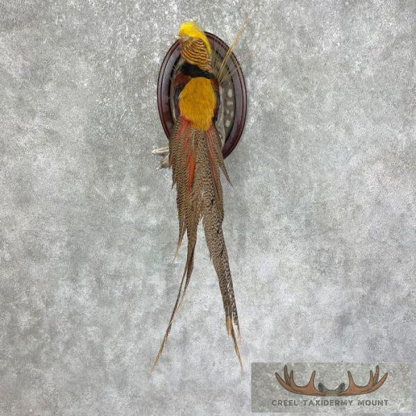 Golden Pheasant Taxidermy Bird Mount For Sale