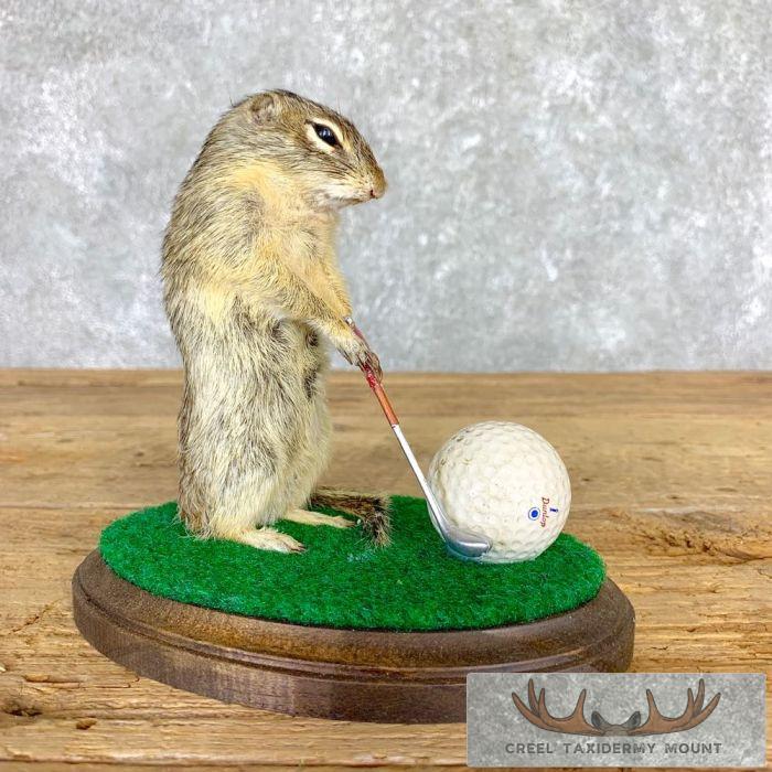 Novelty Ground Squirrel Taxidermy Mount For Sale