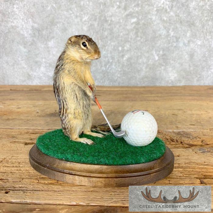 Novelty Ground Squirrel Taxidermy Mount For Sale