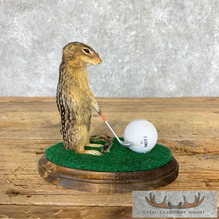 Novelty Ground Squirrel Taxidermy Mount For Sale