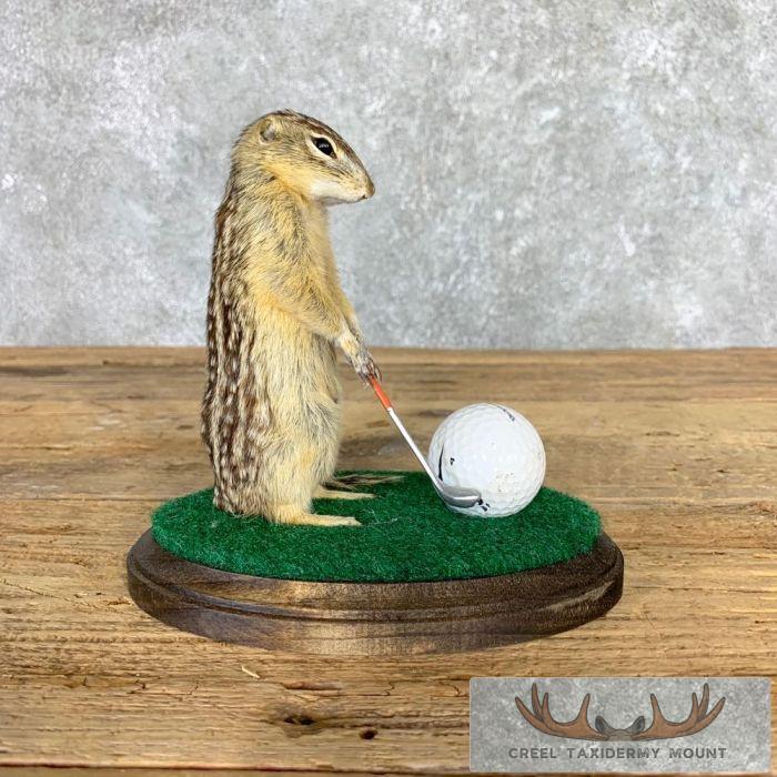 Novelty Ground Squirrel Taxidermy Mount For Sale