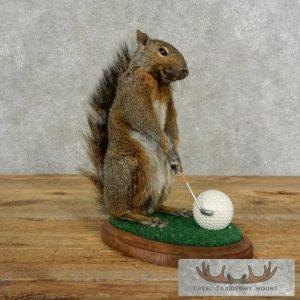 Golfing Squirrel Novelty Taxidermy Mount Taxidermy