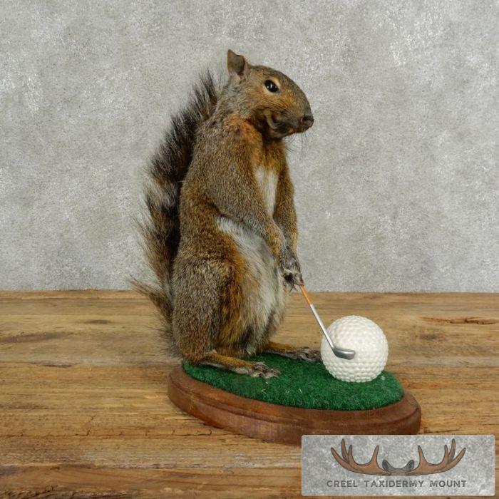 Golfing Squirrel Novelty Taxidermy Mount For Sale