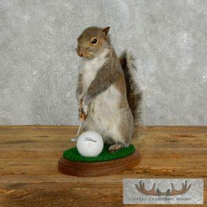 Golfing Squirrel Novelty Taxidermy Mount Taxidermy