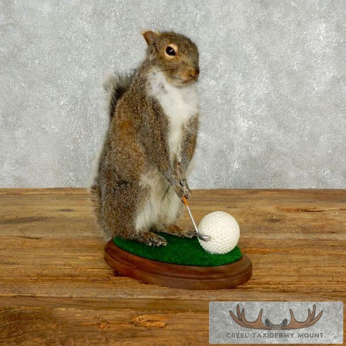 Golfing Squirrel Novelty Taxidermy Mount For Sale