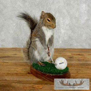 Golfing Squirrel Novelty Taxidermy Mount Taxidermy