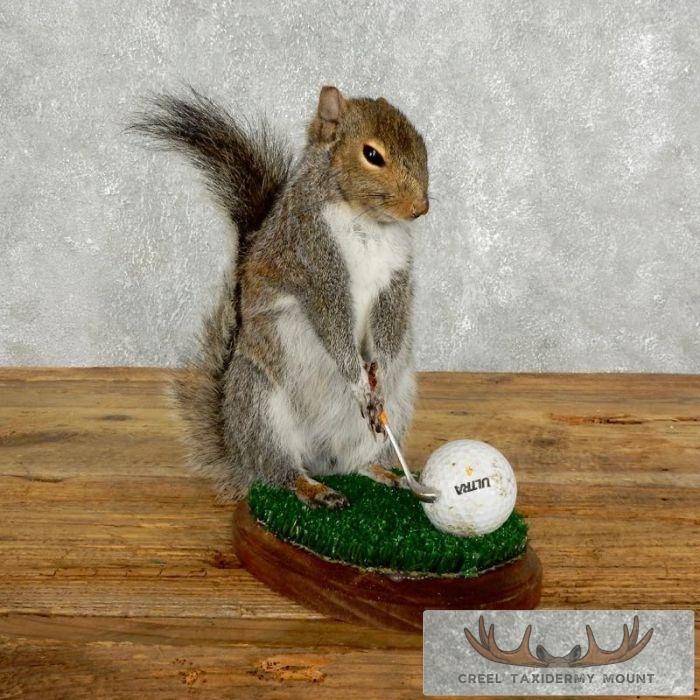 Golfing Squirrel Novelty Taxidermy Mount For Sale