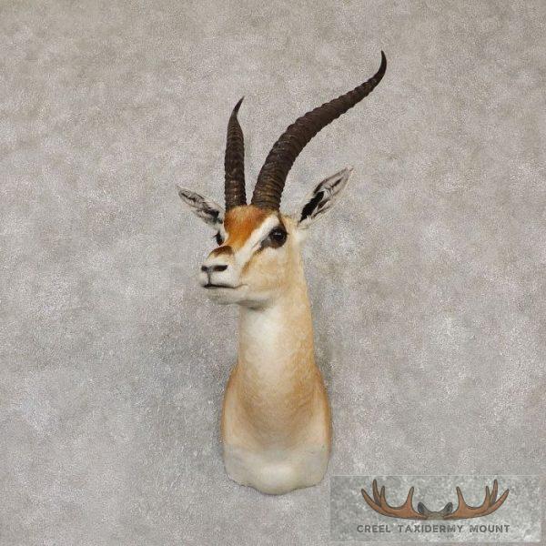 African Southern Grants Gazelle Taxidermy Mount For Sale
