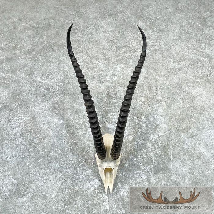 Grants Gazelle Skull Taxidermy Mount For Sale