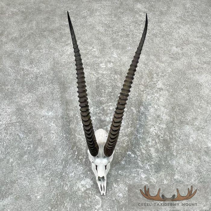 Grants Gazelle Skull Taxidermy Mount For Sale