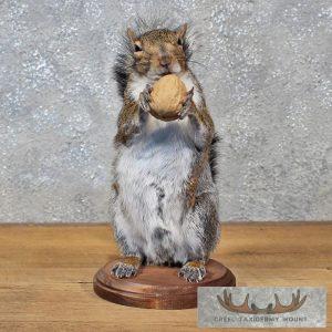 Standing Grey Squirrel w/ Nut
