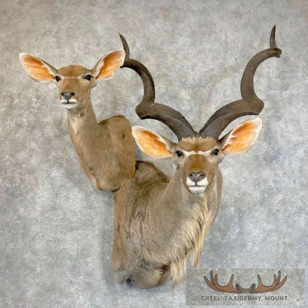 Greater Kudu Pair Taxidermy Shoulder Mount For Sale