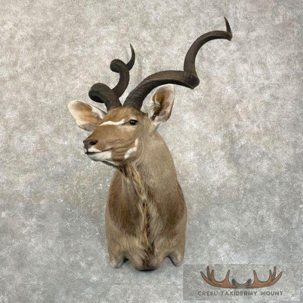 Greater Kudu Taxidermy Shoulder Mount For Sale