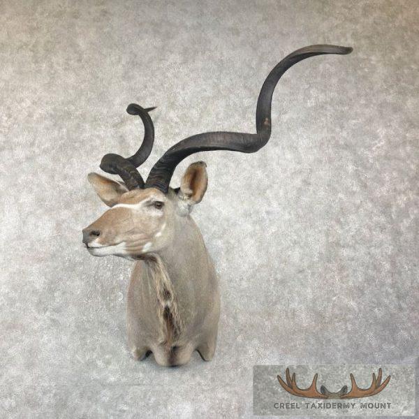 Greater Kudu Taxidermy Shoulder Mount For Sale