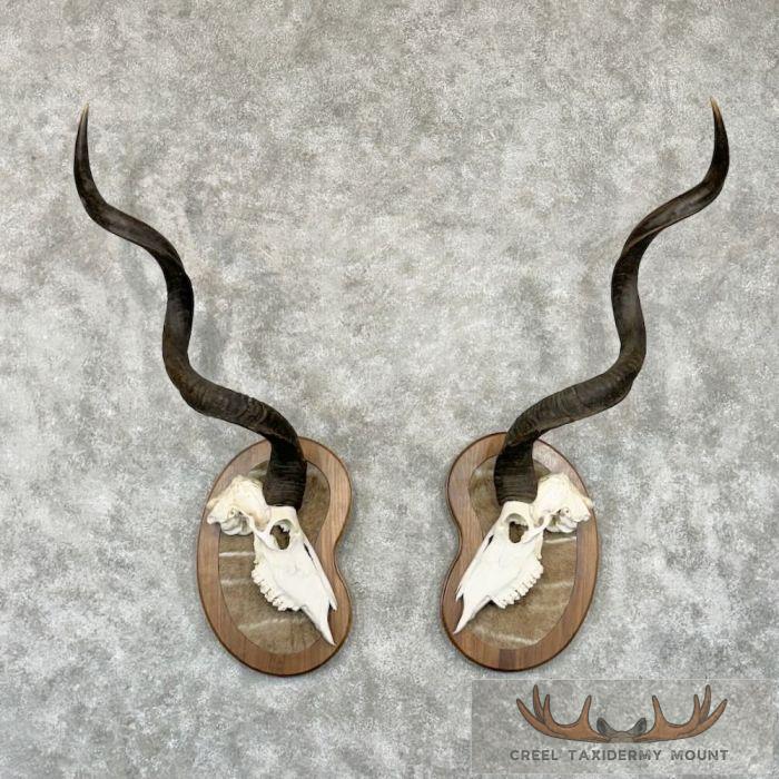 Greater Kudu Skull & Horn Plaque Set For Sale