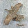 Greater Sage Grouse Taxidermy Bird Mount For Sale
