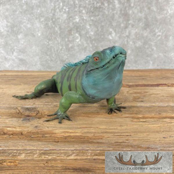 Green Iguana Taxidermy Mount For Sale