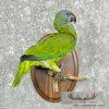 Green Parrot Taxidermy Bird Mount For Sale
