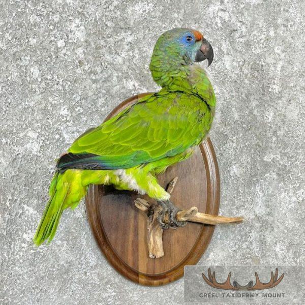 Green Parrot Taxidermy Bird Mount For Sale