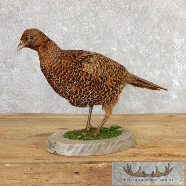 Green Pheasant Hen Taxidermy Bird Mount For Sale