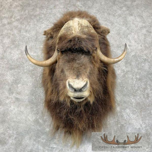 Greenland Muskox Taxidermy Shoulder Mount For Sale