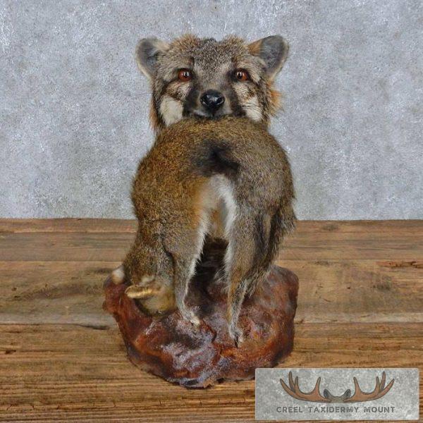 Gray Fox w/ Squirrel Shoulder Taxidermy Mount For Sale
