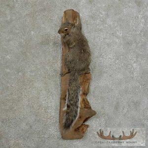 Grey Squirrel Life-Size Taxidermy Mount Taxidermy