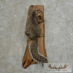 Grey Squirrel Life-Size Taxidermy Mount Taxidermy