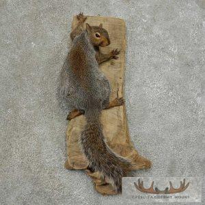 Grey Squirrel Life-Size Taxidermy Mount Taxidermy