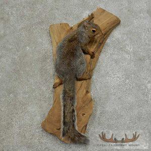 Grey Squirrel Life-Size Taxidermy Mount Taxidermy