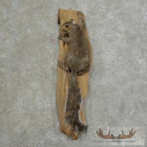 Grey Squirrel Life-Size Taxidermy Mount Taxidermy