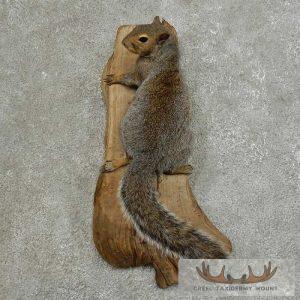 Grey Squirrel Life-Size Taxidermy Mount Taxidermy